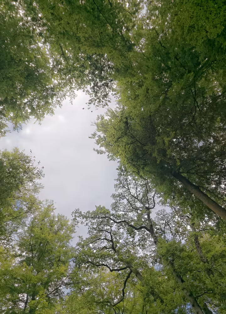 La Forêt de Brotonne