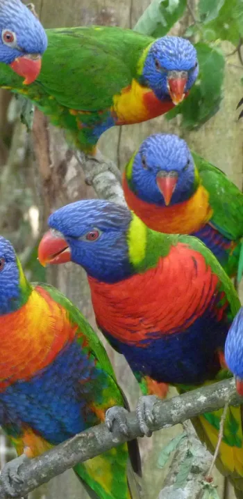 Biotropica - Loriquets