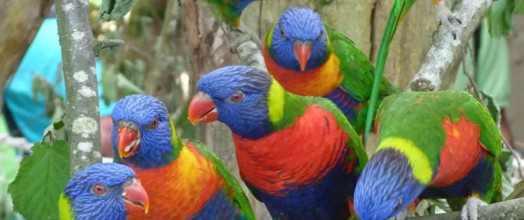 Biotropica - Loriquets